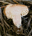 セコティオイド型（secotioid）Arcangeliella crassa