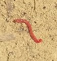 rotes Würmchen - etwa 1cm lang, in einer Pfütze