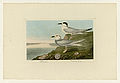 409. 1. Havell's Tern 2. Trudeau's Tern (Snowy-crowned Tern)