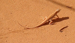Le lézard Acanthodactylus longipes se confond avec le sable du Sahara.