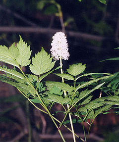 Description de l'image Actaea pachypoda1.jpg.
