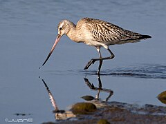 Photographie d'un oiseau au long bec, marchant au bord de l'eau à la recherche de nourriture.