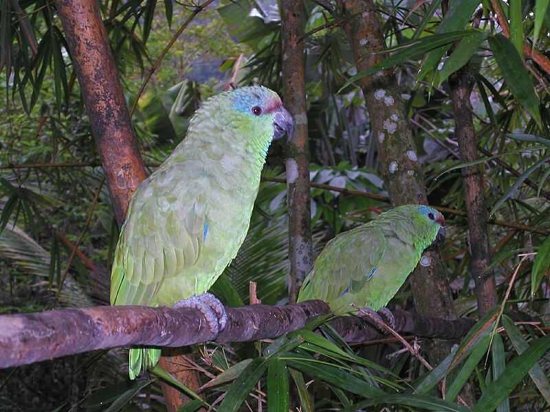 800px-Amazona_festiva_in_the_Amazon_jungle.jpg