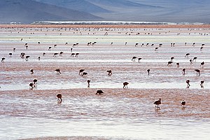 English: Andean Flamingos (Phoenicopterus andi...