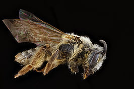 Andrena bisalicis