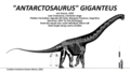 "Antarctosaurus" giganteus