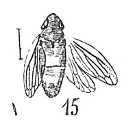 Aphrophora Coquandi mâle 1937 Nicolas Théobald éch. AN6 p. 369 pl., XXVII Hémiptères du Stampien d'Aix-en-Provence.