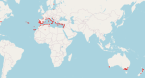 Description de l'image Arisarum_vulgare_repartition.png.