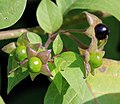 Atropa belladonna in fruit : ripe and unripe berries