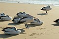 Rastende fugle på stranden på Moreton Island