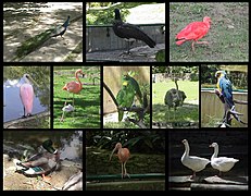 Aves Zoológico de Caricuao