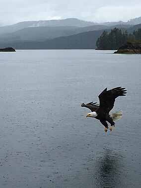 A bald eagle flying just above the surface of a lake with mountains in the background