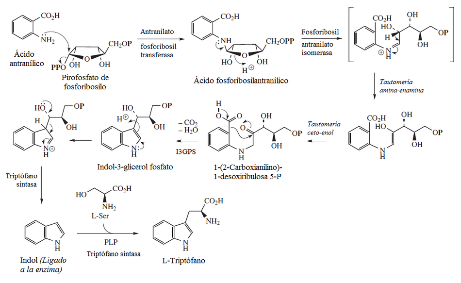 Biosíntesis del triptófano
