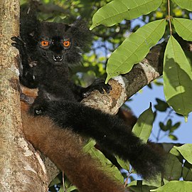 male black lemur