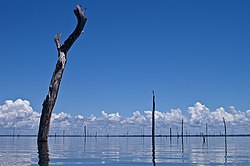 Brokopondo Lake Suriname.jpg