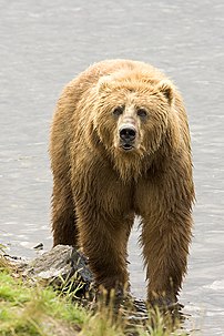 Brown Bear, the largest land carnivoran next t...