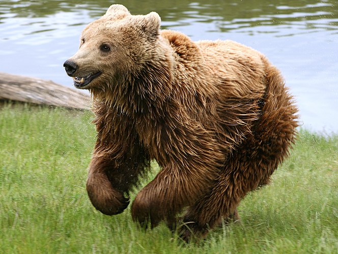 Бегущий европейский бурый медведь (Ursus arctos arctos)