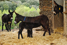 Ânes de Miranda avec ânon.