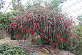 Callistemon phoeniceus