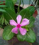 Potted Plant in New Delhi