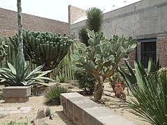 Jardín de especies cactáceas endémicas del estado.