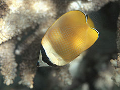 Un poisson-papillon de Klein (Chaetodon kleinii)