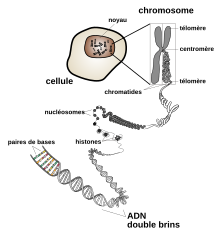 Chromosome fr.svg