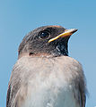 17 Cliff swallow
