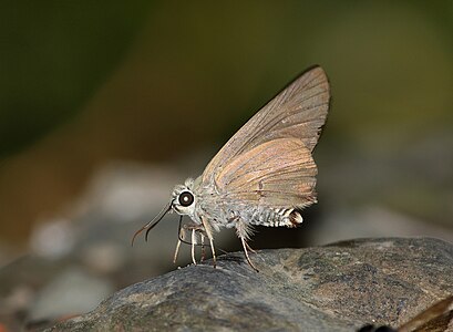 Ventral view