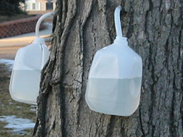 Collecting maple sap in plastic bottles