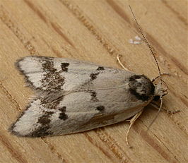 Compsotropha selenias