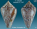 Conus cedonulli Linnaeus, C., 1767