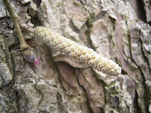 Leaf bud and catking