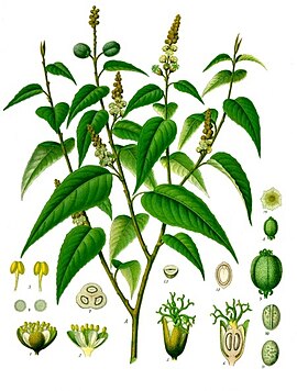 Croton eleuteria