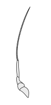 Crustacean antenna - Decapoda Paguroidea 2nd-antenna.svg