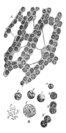 cellen van de mosplant
