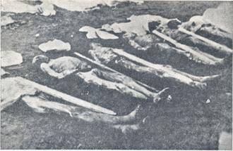 Dead inmates from the Rab concentration camp, one of many Italian concentration camps for civilians from the former Yugoslavia Dead inmates at the Rab concentration camp.png