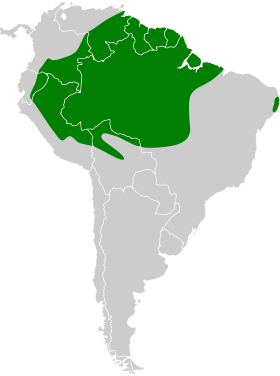 Distribución geográfica del trepatroncos barrado amazónico.