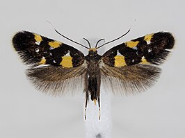 Denisia stroemella