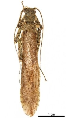 Diamphipnopsis virescentipennis