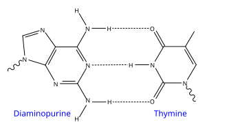 Diaminopurin-Thymin-Basenpaarung