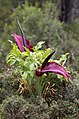 Gemeine Drachenwurz (Dracunculus vulgaris)