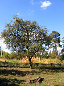 A tree in Beljina