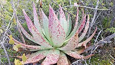 The rosette viewed from the side