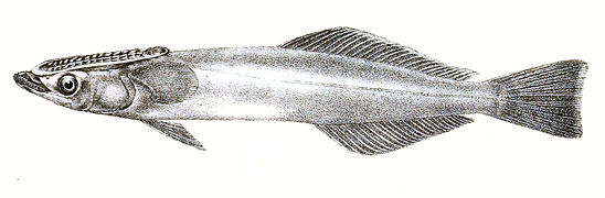 Remora brachyptera