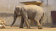 Миниатюра для Индийские слоны