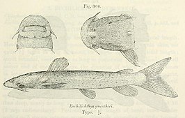 Euchilichthys guentheri