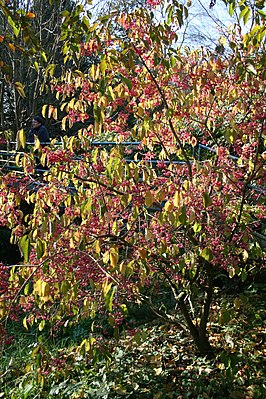 Euonymus hamiltonianus 'Winter Glory'