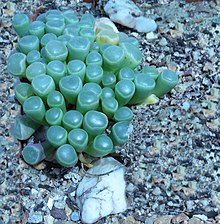 In the wild, the leaves of Fenestraria commonly are covered in soil, except for the transparent fenestration; this permits photosynthesis while reducing damage from exposure to intrense sunlight and herbivores. Fenestrate leaves of Fenestraria aurantiaca IMG 3851c.jpg