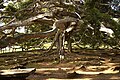 Et kæmpeeksemplar af birkefigen i Sri Lanka